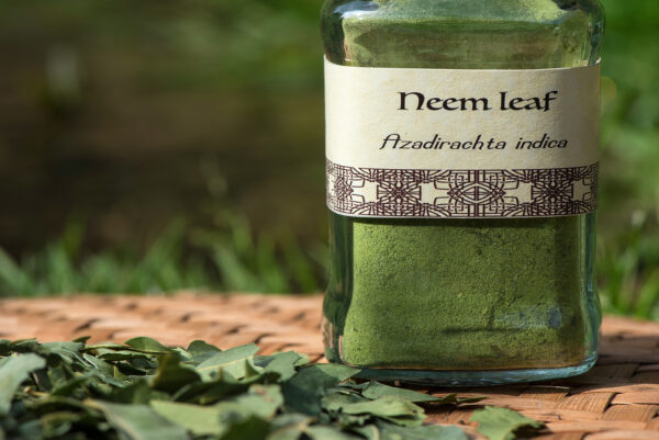 Neem leafs (Azadirachta indica), powder